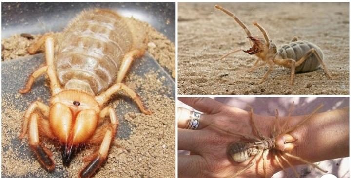 Descubren nueva especie de araña que come carne humana
