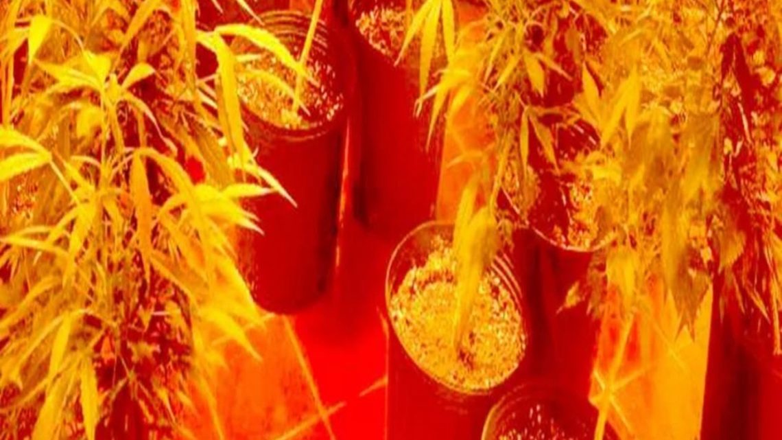 Allanamiento decomisan 13 plantas marihuana Allanamiento decomisan 13 plantas marihuana