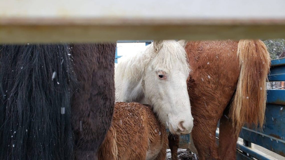 Encuentran 4 Caballos Encerrados En Un Carro A La Intemperie En Ushuaia