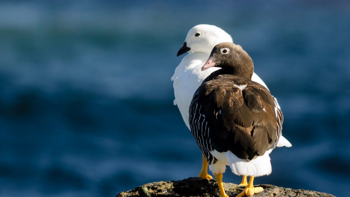Todavía podés visitar el Festival de Aves de la Reserva Costa Atlántica