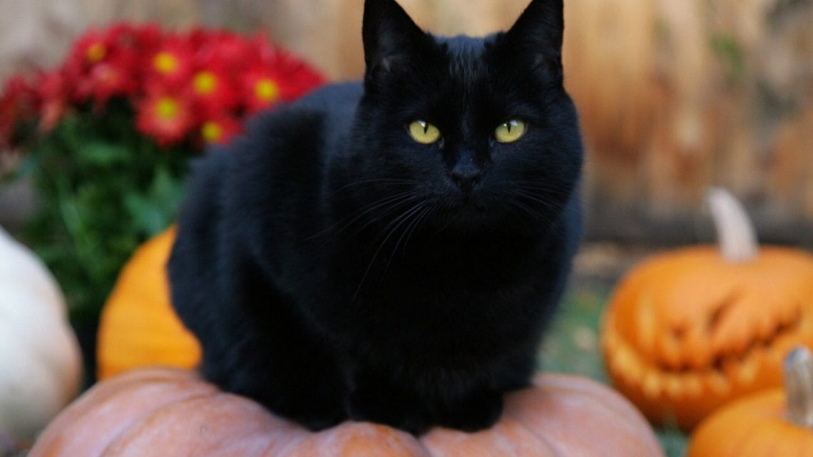 Ushuaia: Denuncian El Uso De Gatos Negros Para Crueles Sacrificios De Magia Negra