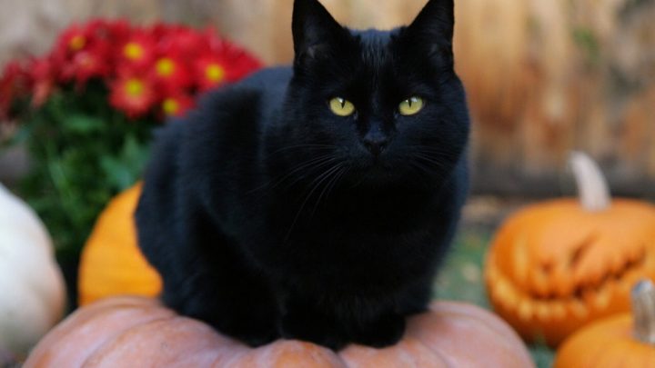 Ushuaia: Denuncian El Uso De Gatos Negros Para Crueles Sacrificios De Magia Negra
