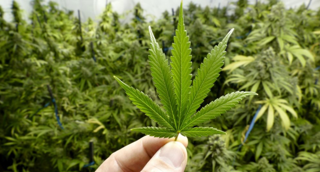RÍO GRANDE APROBÓ EL CULTIVO DE CANNABIS MEDICINAL RÍO GRANDE APROBÓ EL CULTIVO DE CANNABIS MEDICINAL