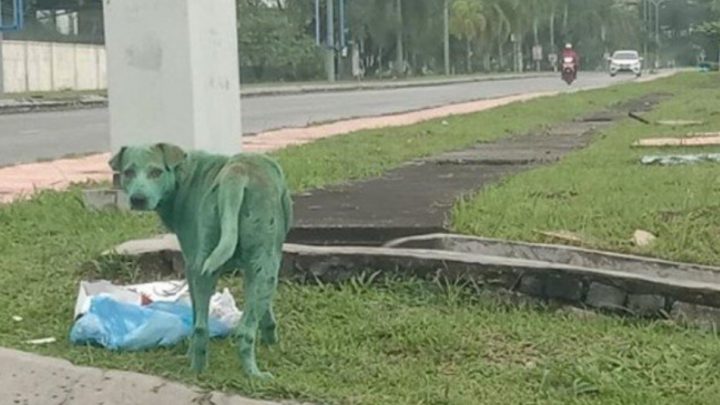 Encuentran Un Perro Pintado De Verde, Llorando Y Buscando Comida En La Calle