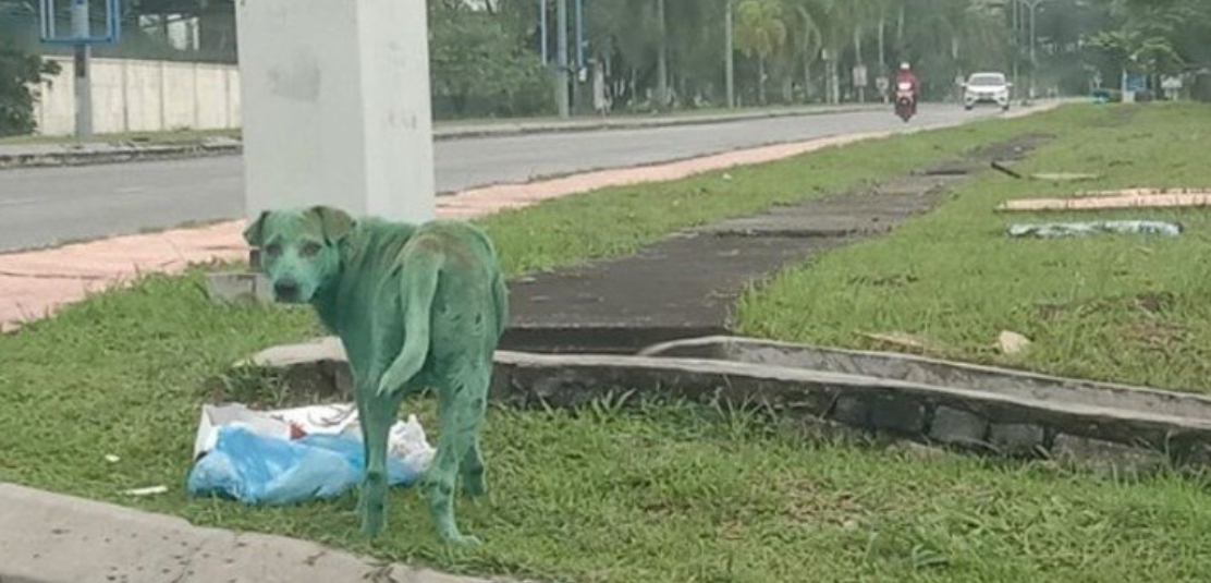 Encuentran Un Perro Pintado De Verde, Llorando Y Buscando Comida En La Calle