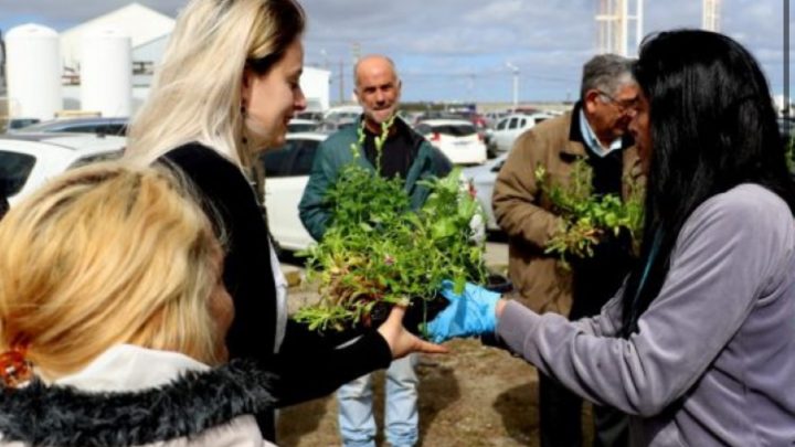 Jueves y Viernes entrega gratuita de plantines en Río Grande