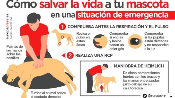 Cómo Salvar La Vida A Tu Mascota En Una Situación De Emergencia