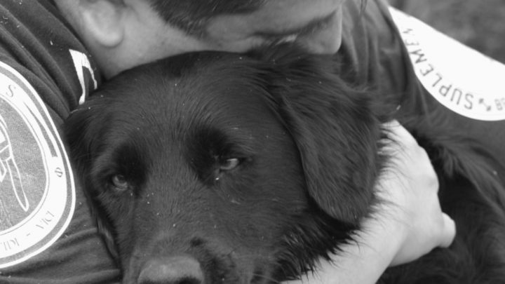 ¿Por qué los perros llegan a nuestra vida?