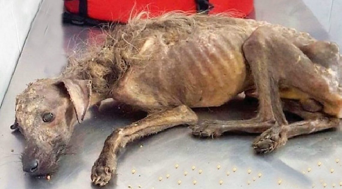 Bajo Un Puente Con Mucho Dolor Esperaba El Final, Hasta Que Se Le Acercó Una Mujer