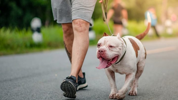Por Qué Un Perro Puede Morder A Un Niño Y Cuáles Son Las Razas Más Peligrosas