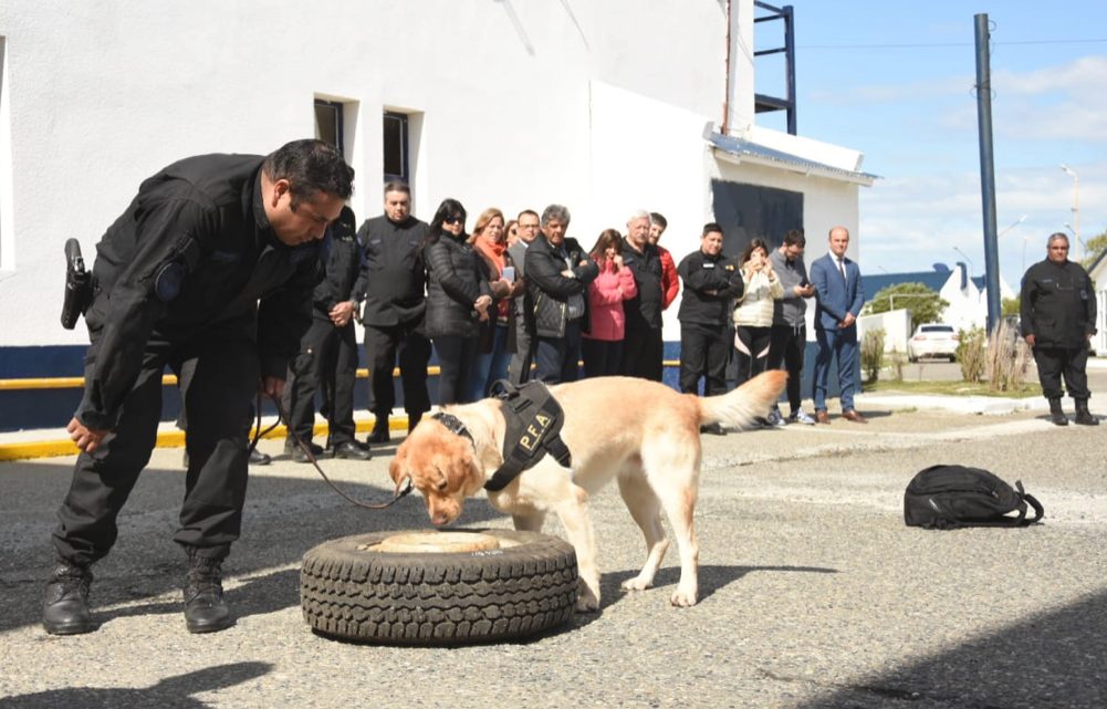 Capacitaron a perros para la detección de drogas