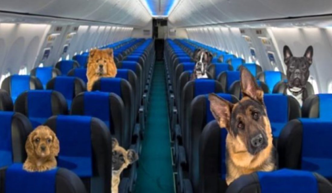 Aerolíneas Argentinas ahora permite perros acompañantes