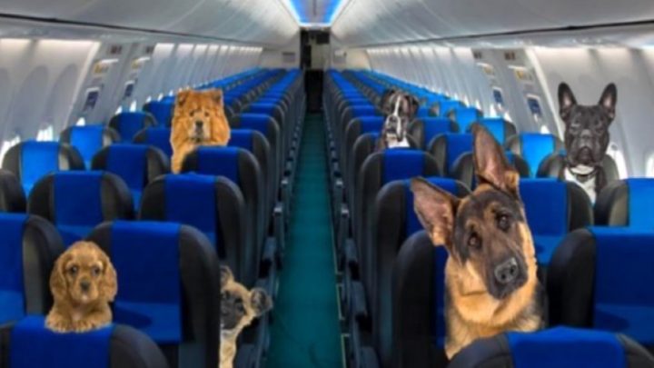 Aerolíneas Argentinas ahora permite perros acompañantes