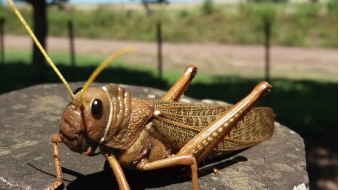 Emergencia en Río Negro, Chubut y Santa Cruz, por el avance de una plaga de insectos caníbales Emergencia en Río Negro, Chubut y Santa Cruz, por el avance de una plaga de insectos caníbales