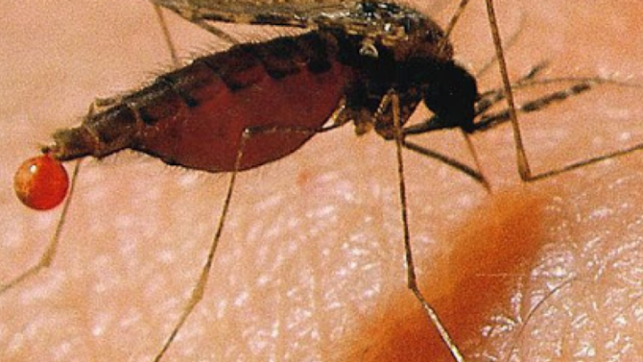 EL DENGUE MATA MAS QUE EL CORONAVIRUS: El riesgo de muerte por dengue es mayor al del coronavirus y no se le da la importancia necesaria