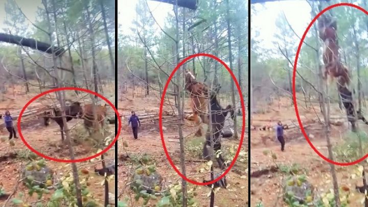 NO TIENEN PERDON DE DIOS: En Tolhuin Dos Caballos Fueron Arrojados Por El Aire Tras Talar Un Árbol En El Que Estaban Atados