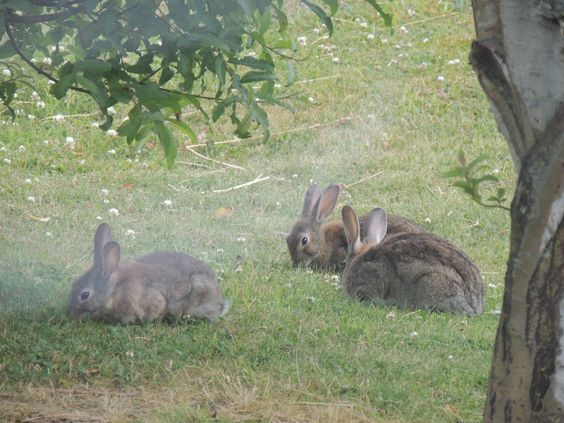 TERRIBLE POLÉMICA: Proponen Envenenar De Forma Masiva A Los Conejos En Ushuaia