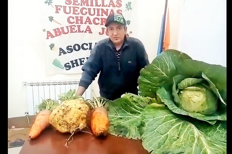 [VIDEO] COSECHO REPOLLOS Y ZANAHORIAS GIGANTES: Productor De Río Grande Cosechó Un Repollo De 9 Kg Y Zanahorias De Más De 2 Kg