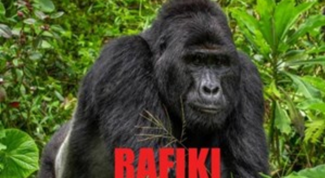 Cazadores Mataron A «Rafiki», Uno De Los Últimos Gorilas De Montaña De Uganda