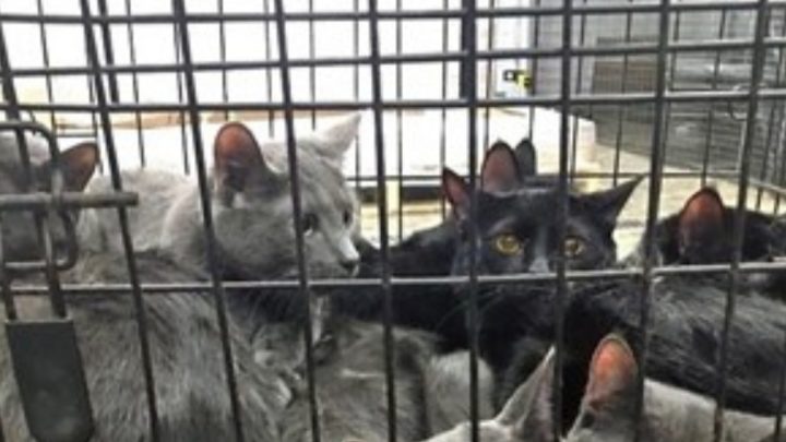 Video: Rescataron A 700 Gatos Que Estaban Por Ser Vendidos A Restaurantes En China