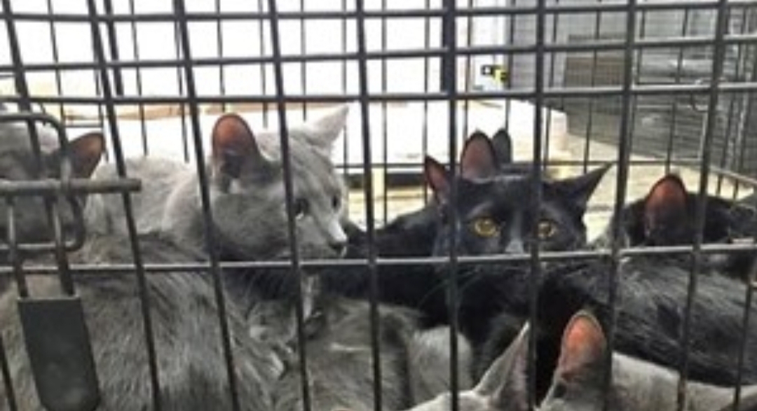 Video: Rescataron A 700 Gatos Que Estaban Por Ser Vendidos A Restaurantes En China Video: Rescataron A 700 Gatos Que Estaban Por Ser Vendidos A Restaurantes En China