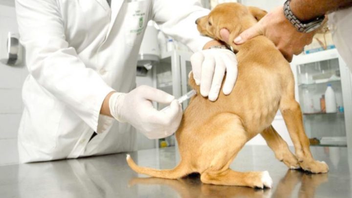 Rabia: Primera vez en la historia de la ciudad, el Municipio de Ushuaia vacunará a los perros de forma gratuita