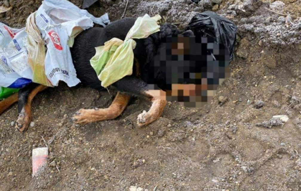 Horror en Río Grande: un vecino denuncia que le tiran perros muertos enfrente de su casa