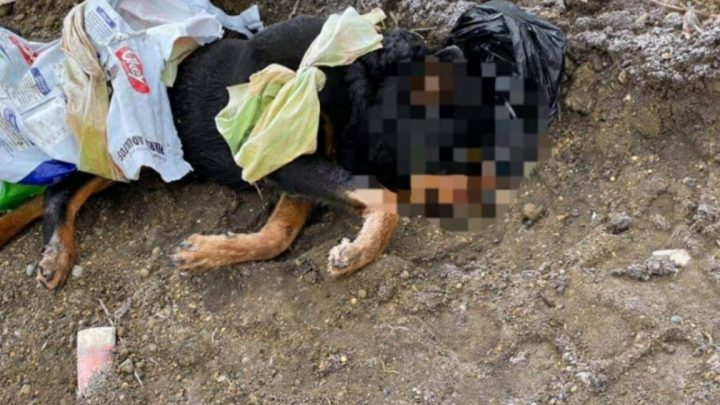Horror en Río Grande: un vecino denuncia que le tiran perros muertos enfrente de su casa