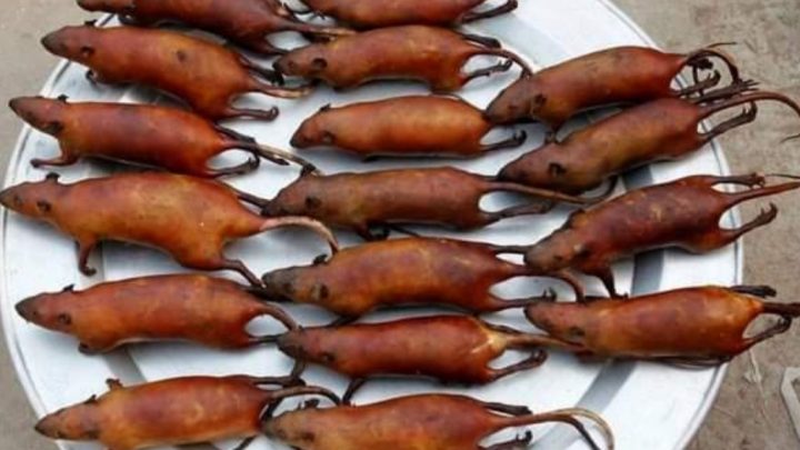 Según un estudio, las ratas que se venden en mercados y restaurantes del sudeste asiático albergan múltiples coronavirus.