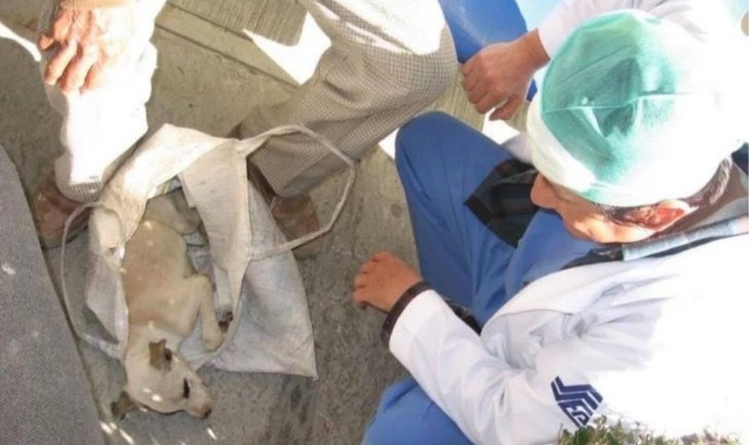 Anciano No Sabía Qué Hacer Con Su Perrito Enfermo, Decidió Llevarlo Al Hospital De Humanos
