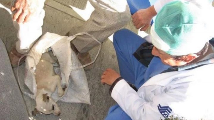 Anciano No Sabía Qué Hacer Con Su Perrito Enfermo, Decidió Llevarlo Al Hospital De Humanos