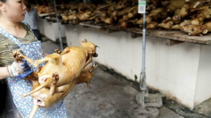 Pese a la alerta sanitaria por el coronavirus, China abrió su feria anual de carne de perro