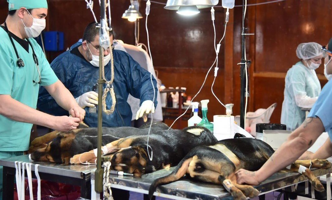 ZOONOSIS DE LA MUNICIPALIDAD DE USHUAIA REALIZÓ MÁS DE 250 CIRUGÍAS DE CASTRACIÓN DURANTE EL DISTANCIAMIENTO SOCIAL, PREVENTIVO Y OBLIGATORIO