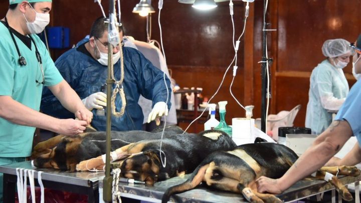ZOONOSIS DE LA MUNICIPALIDAD DE USHUAIA REALIZÓ MÁS DE 250 CIRUGÍAS DE CASTRACIÓN DURANTE EL DISTANCIAMIENTO SOCIAL, PREVENTIVO Y OBLIGATORIO