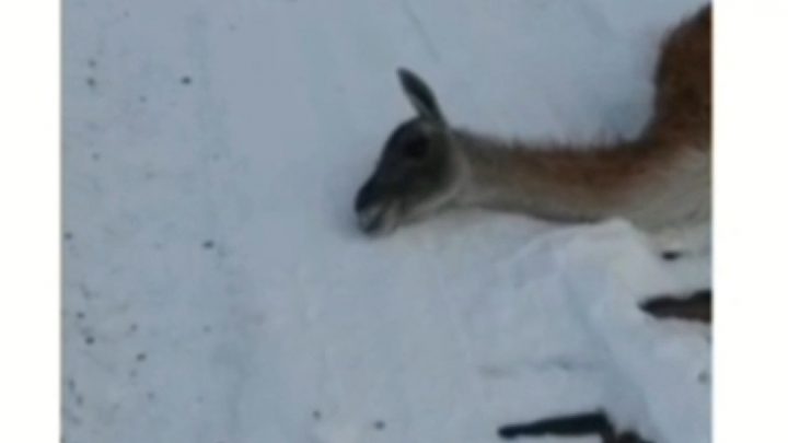 VIDEO: camionero héroe le salvó la vida a guanaco en la ruta 25