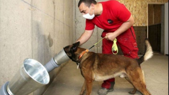 La UBA entrenará perros para detectar el coronavirus