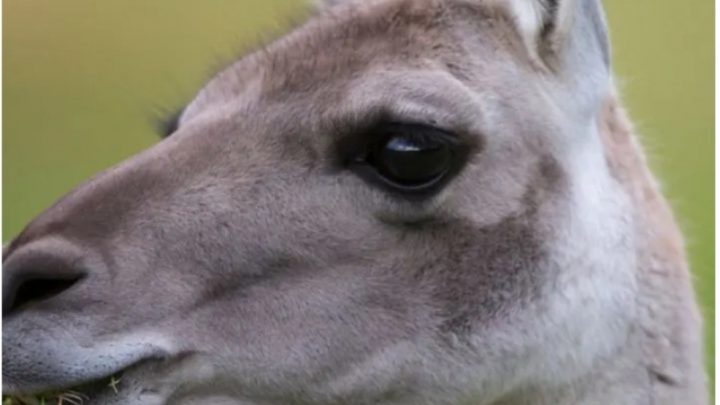 Accidentes en la ruta: la culpa no es de los guanacos