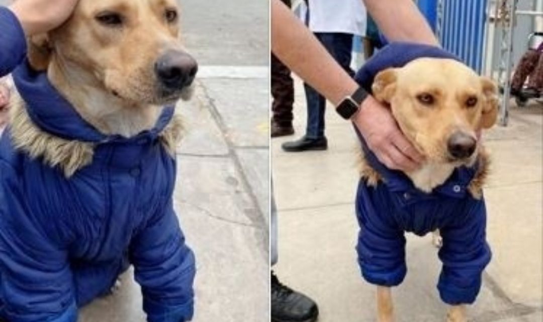 Perrito espera en la puerta del hospital a su dueño internado por coronavirus