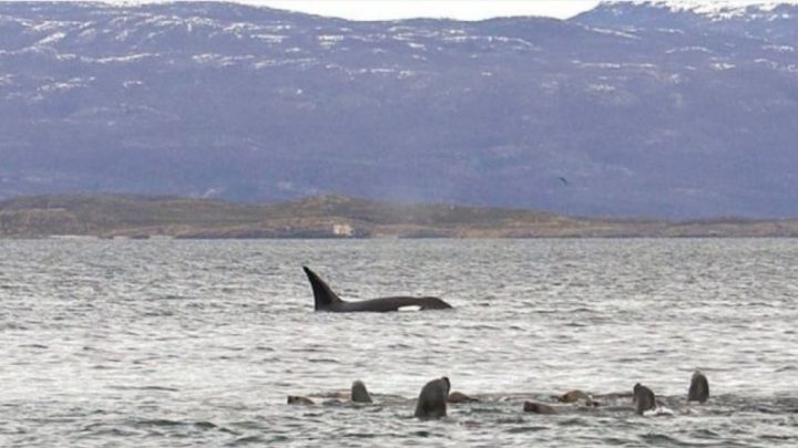 Aparecieron Nuevas Orcas En El Canal Beagle Y Causaron Asombro