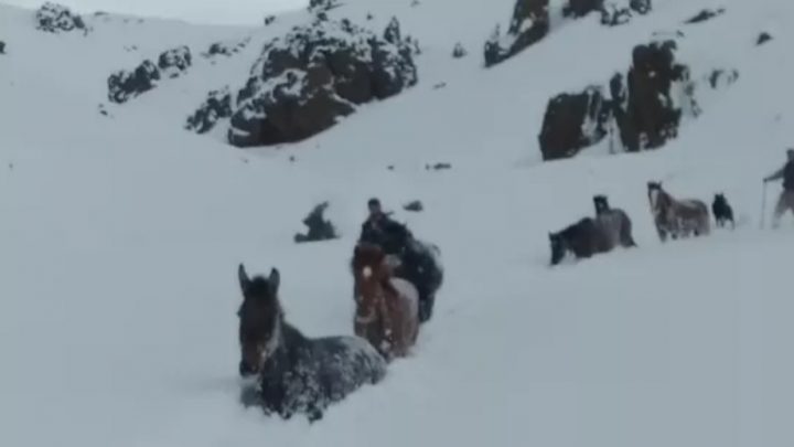 Increíble rescate de caballos en medio de la nieve