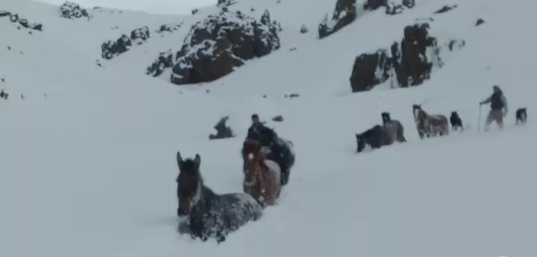 Increíble rescate de caballos en medio de la nieve Increíble rescate de caballos en medio de la nieve