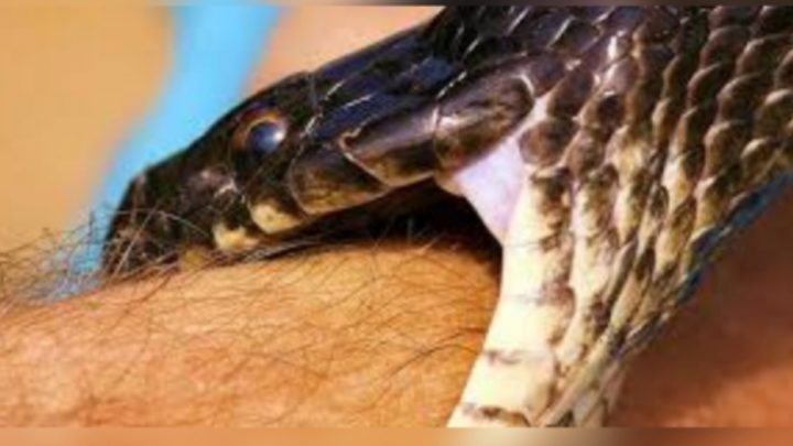 Ingresó por mordedura de serpiente y la reportaron muerta por covid-19 en el Meta