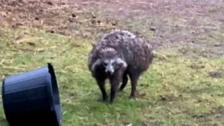 Temor en Reino Unido por una invasión de peligrosos perros mapache
