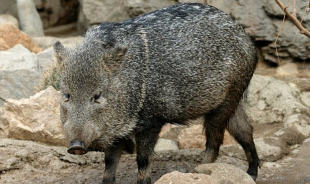 Trasladaron a los Esteros del Iberá a cuatro ejemplares de una especie extinta en Corrientes hace 50 años