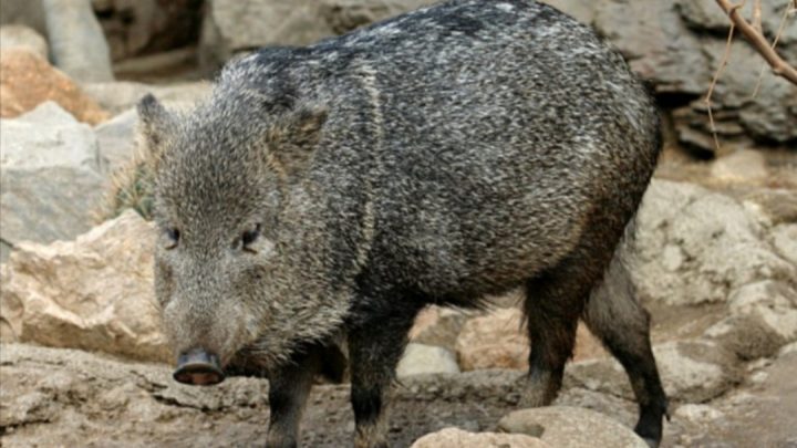 Trasladaron a los Esteros del Iberá a cuatro ejemplares de una especie extinta en Corrientes hace 50 años