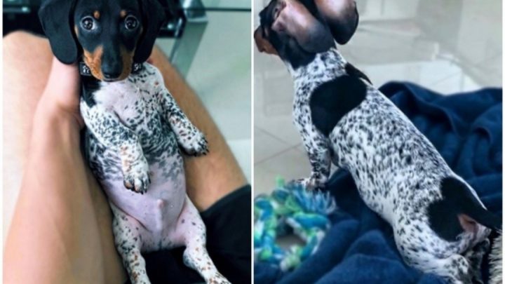 Furor En Las Redes Por Moo, El Perro Salchicha Que Parece Una Vaca