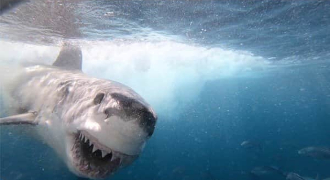 Estaba grabando un documental sobre tiburones y en su día libre fue mordida por uno de ellos