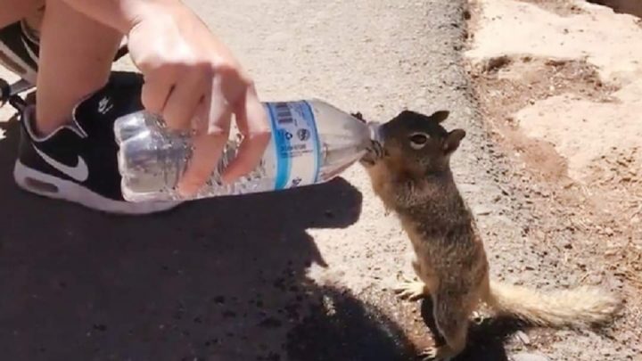 El video viral de una ardilla sedienta rogando que le den agua de una botella