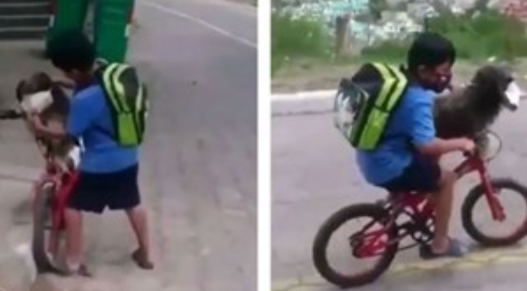 Video: el nene que le pone tapabocas a su perro para cuidarlo del coronavirus Video: el nene que le pone tapabocas a su perro para cuidarlo del coronavirus