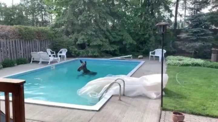 Increíble, pero real: familia encontró a un enorme alce nadando en su pileta